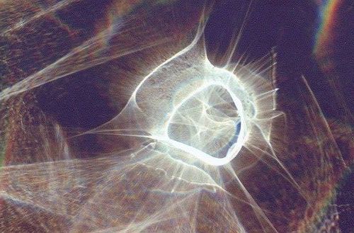 Passionflower’s Teaching: A Short Tale of Light and Water